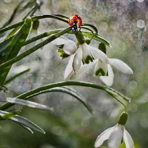 جلال جهانی مستی شبانه ای عمر جاودانه ای